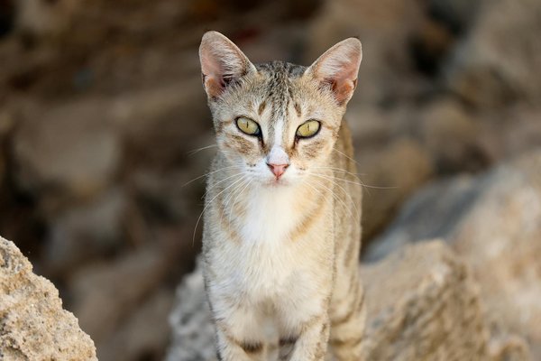 How Do UK Sports Influence National Identity and Unity?